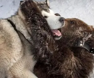 تصاویری عجیب از روابط صمیمانه حیوانات با یکدیگر!