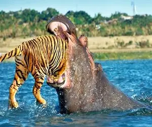 از جذابیت‌های حیات وحش؛ ببر تو آب استتار کرد کرگدن خون آشام یورش برد سمتش