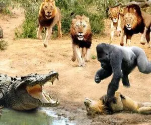 شاهکار حیات وحش؛ گوریل دد با تمساح سفاک تبانی کرد سر شیر مفلوک رو بشکنه پیشکش کنه