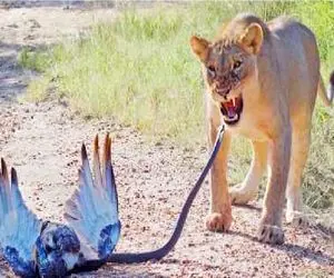 مستند حیات وحش / جدال سبعانه شیر شریر و مار دراز ناز برای بلع عقاب