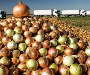 کارخانه تولید؛ چند تن پیاز رو تو کارخونه با ماشین مخصوص خلالی کردن واسه پیاز داغ