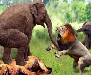 عجایب حیات وحش/پشتک واروون شیر وقتی به دست پای فیل میپیچه