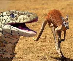 از جذابیت‌های حیات وحش؛ کومودو عفریته عقاب و دسر خورد شاهرگ کانگورو جر داد واسه ناهار