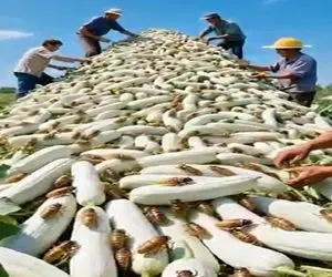 کشاورزی نوین؛ بارشون حشره های گنده چندش زده نشستن با دست جدا میکنن