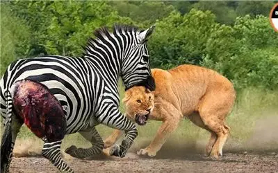 نبرد حیات وحش/انتقام سخت شیر جراحت عمیقی به یادگار گذاشت