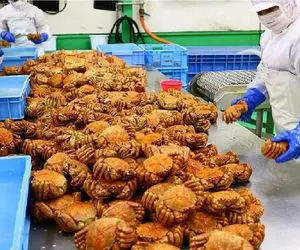 فرآوری خرچنگ؛ با تجهیزات نوین خرچنگ درشت و ریش میکنن بزارن لا نون ساندویچی