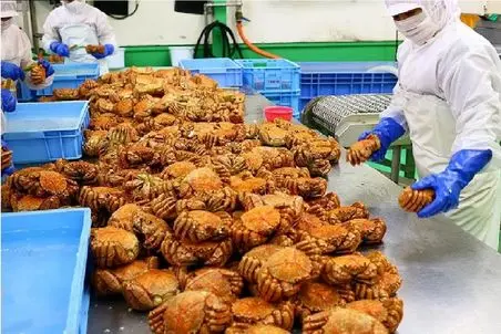 فرآوری خرچنگ؛ با تجهیزات نوین خرچنگ درشت و ریش میکنن بزارن لا نون ساندویچی