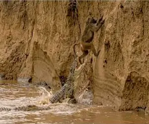 مستند حیات وحش؛ فرار استراتژیک بابون بچه بغل از هچلی که جاذبه انداختش