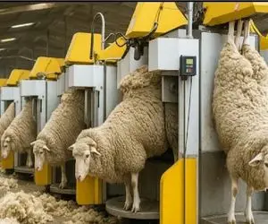 دامپروری نوین؛ به حیوانات زندگی لاکچری میدن تا ثروت کلان بسازن