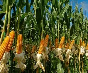 کشاورزی نوین؛ کله ی شاخه ذرت ها رو هرس کردن عجیبه ولی بعدش بار پر و پیمون تر دادن