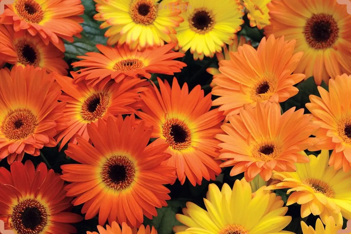 گیاهان گلدار باغچه ای