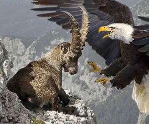 از جذابیت های حیات وحش؛ وقتی عقاب و بز کوهی سر صخره نافرم باهم شاخ تو شاخ شدن