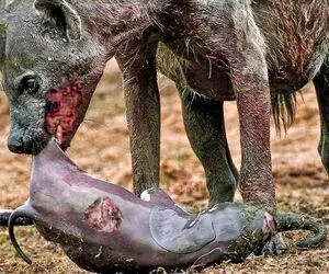 صحنه دهشتناک؛ کفتار کودک آزار واسه شکار ددمنشانه میره سراغ نوزاد حیونای دیگه