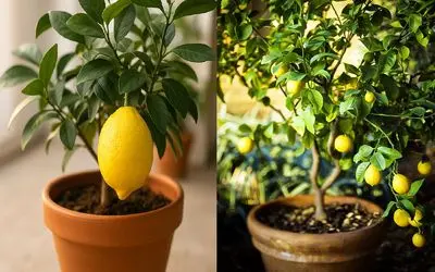 کاشت لیمو ترش در خانه/ با یک گلدان، صاحب درخت لیموترش خوشبو خوش طعم شوید
