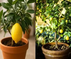 کاشت لیمو ترش در خانه/ با یک گلدان، صاحب درخت لیموترش خوشبو خوش طعم شوید