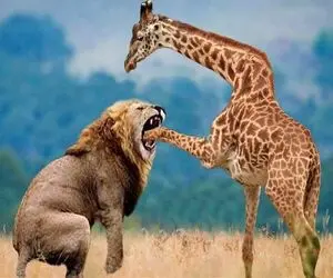 از جذابیت‌های حیات وحش؛ زرافه به شیر سفاک لگد میزنه پاش گیر میکنه تو سر شیر