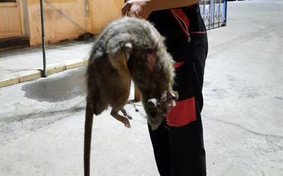 (عکس) شوک دیدن موش غول پیکر در اسکله شهید باهنر بندرعباس