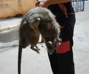 (عکس) شوک دیدن موش غول پیکر در اسکله شهید باهنر بندرعباس