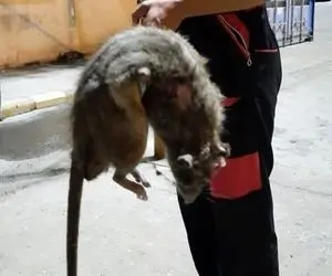 (عکس) شوک دیدن موش غول پیکر در اسکله شهید باهنر بندرعباس