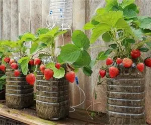 ایده های خلاقانه؛ کاشت توت فرنگی تو بطری های آب معدنی و یه روش جذاب واسه آبیاریش