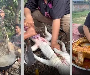 غذای چندش ؛ دل و روده طفلی رو ریخت بیرون و شکم پرش کرد/ آخه کروکودیل شکم پرچه صیغه ایه؟