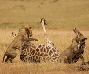 مستند حیات وحش؛ شیر عین میمون از زرافه آویزون شد آخرم حاجت روا شه