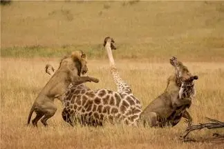 مستند حیات وحش؛ شیر عین میمون از زرافه آویزون شد آخرم حاجت روا شه