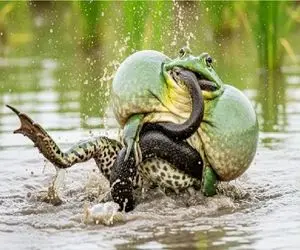 شاهکار حیات وحش / جدال نفس گیر مار و قورباغه لزج برای بقا