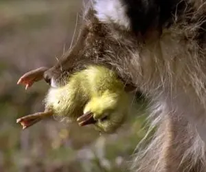 نارام زیان؛ روباه خوش اشتها دید اولیاء جوجه ها نیستن چند تاشون باهم کرد تو دهن مبارکش