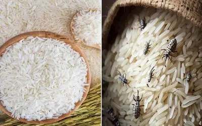 ترفند از بین بردن شپشک داخل کیسه برنج؛ چون هوا داره گرم میشه راه پیشگیریش هم گفتم
