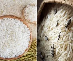 ترفند از بین بردن شپشک داخل کیسه برنج؛ چون هوا داره گرم میشه راه پیشگیریش هم گفتم