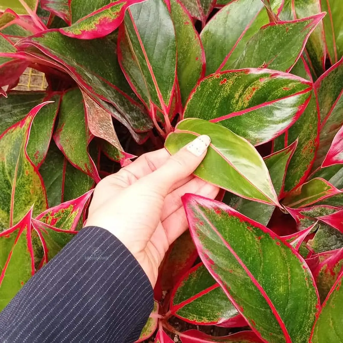 Aglaonema-4
