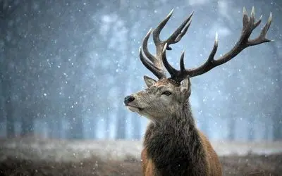 مرگ حیات وحش/ خودکشی گوزن ها