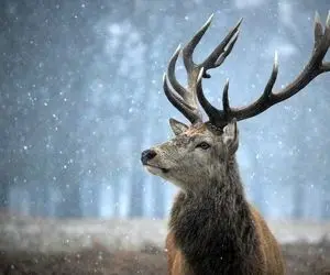 مرگ حیات وحش/ خودکشی گوزن ها