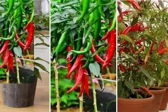 کاشت و پرورش فلفل تند و شیرین در خانه؛ از بذر تا برداشت گیاه آپارتمانی و نکات کاربردی