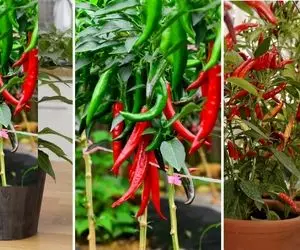 کاشت و پرورش فلفل تند و شیرین در خانه؛ از بذر تا برداشت گیاه آپارتمانی و نکات کاربردی