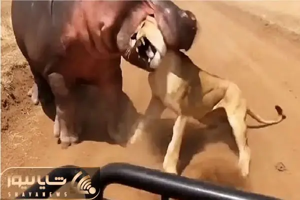 مستند حیات وحش؛ اسب آبی خصومت شخصیش با شیر جلو سافاری حل میکنه