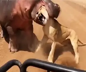 مستند حیات وحش؛ اسب آبی خصومت شخصیش با شیر جلو سافاری حل میکنه