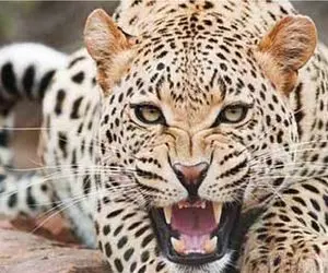 مستند حیات وحش؛ پلنگ خبیث میزنه به آغل گوسفندا قلع و قمع میکنه