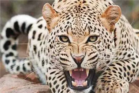 مستند حیات وحش؛ پلنگ خبیث میزنه به آغل گوسفندا قلع و قمع میکنه