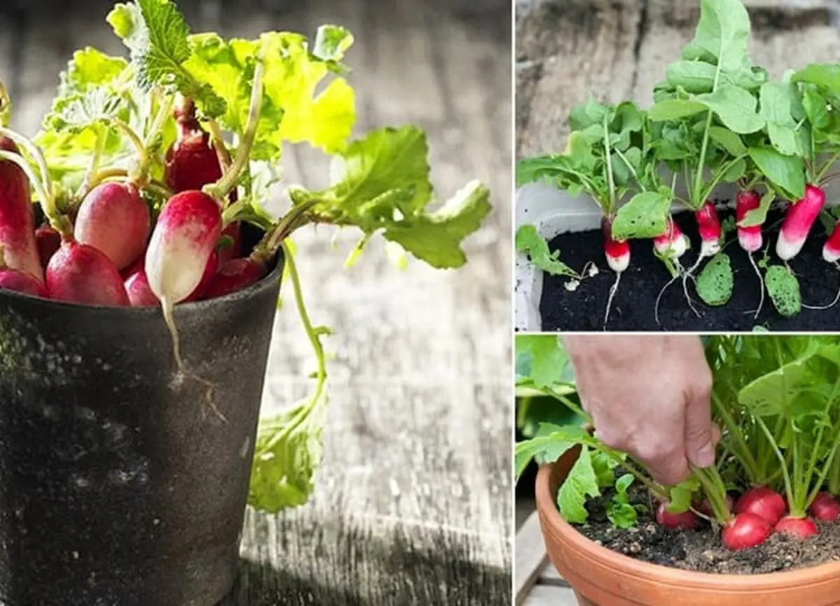 Step-by-step-training-planting-radish-pot