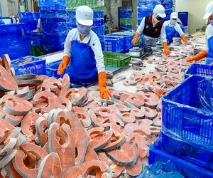 کارخانه حیوانات؛ ماهی نازنازی هارو با سنگ فرز ورقه ای برش میدن فریز میکنن