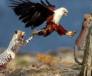 بدایع حیات وحش؛ عقاب بدسگال پلنگ کودن که در حال خوردن تمساح بود رو قاپید خورد