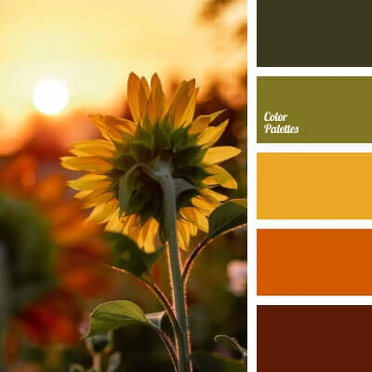 استایل های رنگی پاییزی