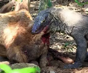 از جذابیت های حیات وحش؛ کومودو هرچی زور داشت خرج گرد تا برسه به گوشت لطیف آهو