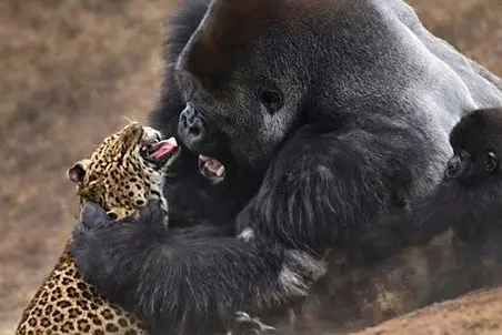 مستند حیات وحش؛ گوریل گلو پلنگ رو گرفت و داره خفه اش می کنه