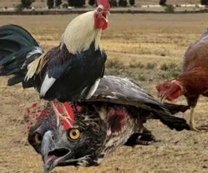 مستند حیات وحش؛ خروس دلیر کاری کرد عقاب دیگه هیزی نکنه