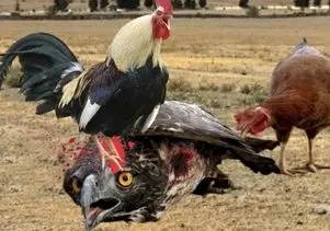 مستند حیات وحش؛ خروس دلیر کاری کرد عقاب دیگه هیزی نکنه