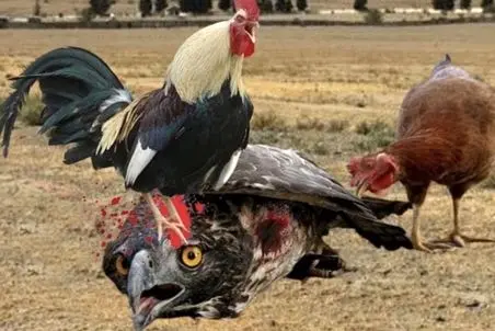 مستند حیات وحش؛ خروس دلیر کاری کرد عقاب دیگه هیزی نکنه