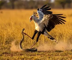 شاهکار حیات وحش؛ پرنده ای که با پای پیاده پیتون شکار میکند و درسته قورت میدهد